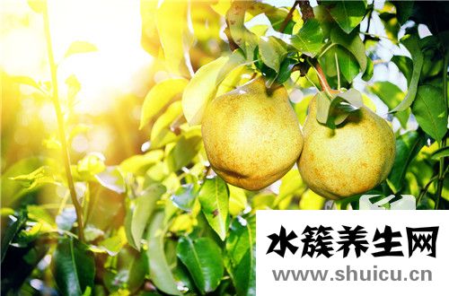 九里香的功效與作用