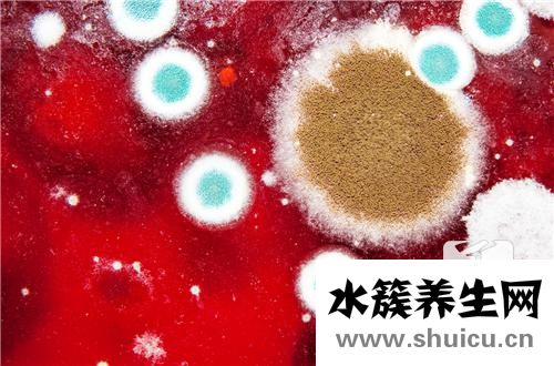 表皮葡萄球菌