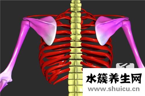 軟肋骨炎