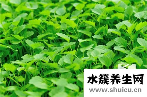 綠蘿有毒