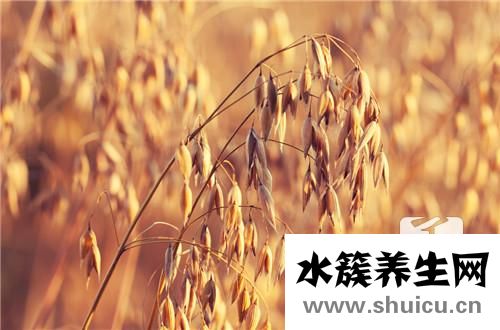 燕麥豆漿