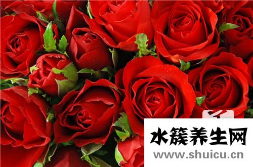 月季花與玫瑰花的區別