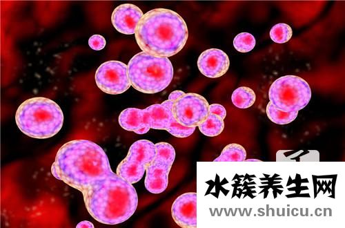 紅細胞體積分布寬度偏低