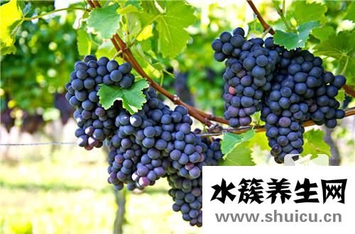 孕婦吃葡萄