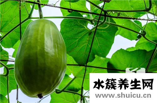 冬瓜汁的功效與作用
