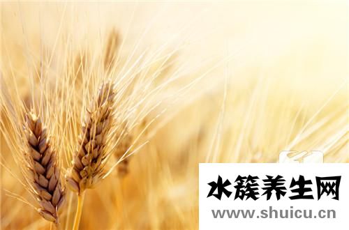 春小麥和冬小麥的區別