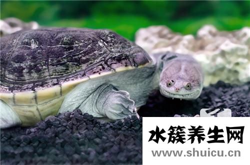 老鱉