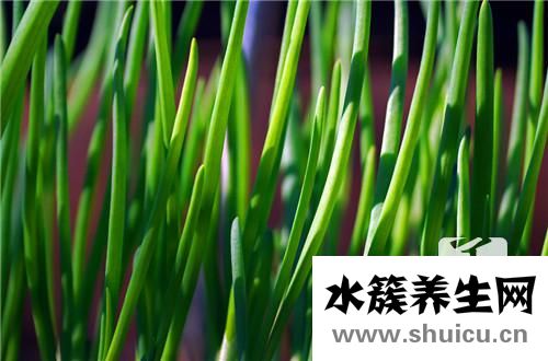 韭菜花醬