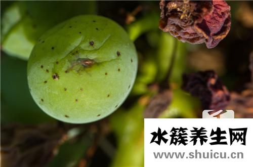 肝吸蟲病癥狀