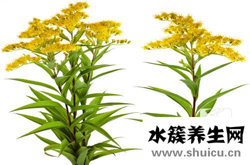 鮮黃花菜的做法