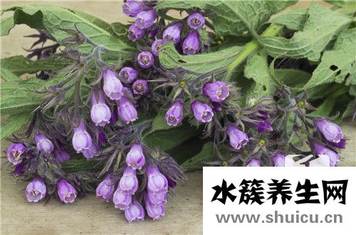 蠶蛹蟲草
