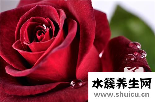 葡萄的營養價值