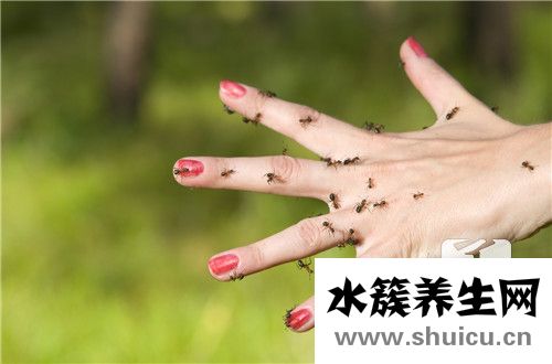 山螞蝗