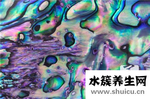 鮑魚湯