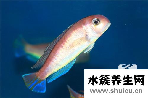 河豚一輩子只能鼓三回