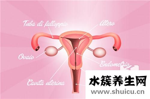 子宮大