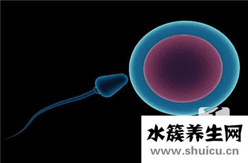 小卵泡排卵