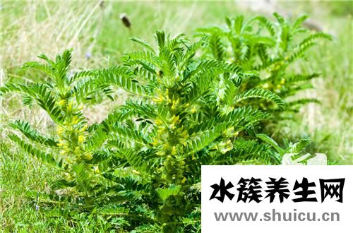 喝黃芪好處