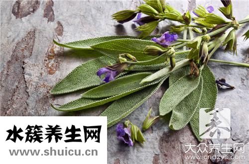 松樹葉同