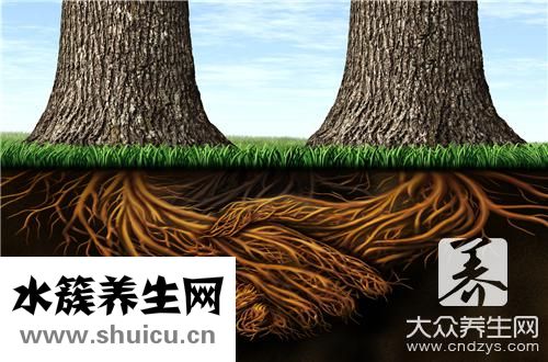 蒸榆錢
