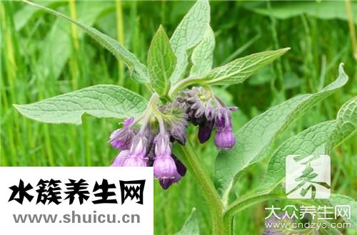 軟紫草