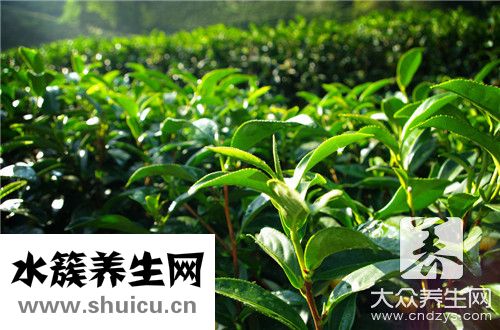 茶樹祛痘嗎