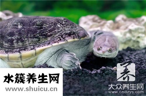 甲魚火鍋