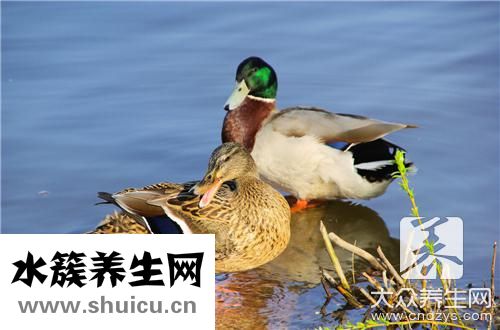 涼拌鴨腸