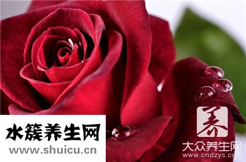 玫瑰酵素