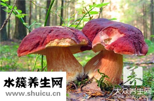 茶樹菇干