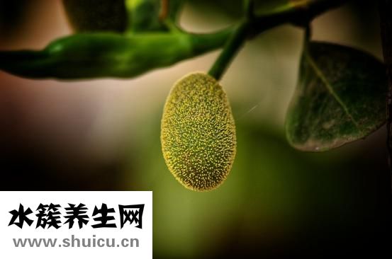 減肥食譜大全