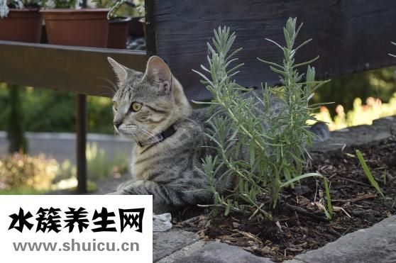 松花粉的價格