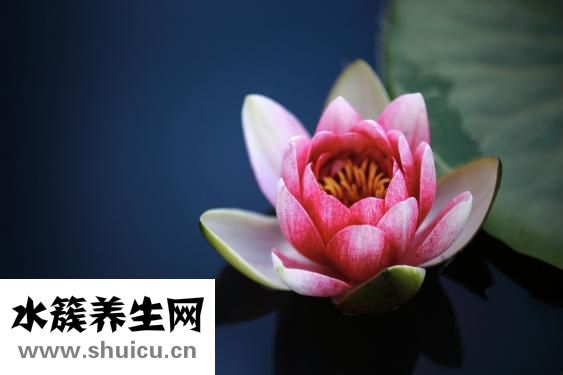腸化生的治療