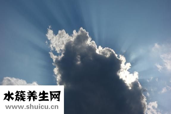 頭孢氨芐顆粒