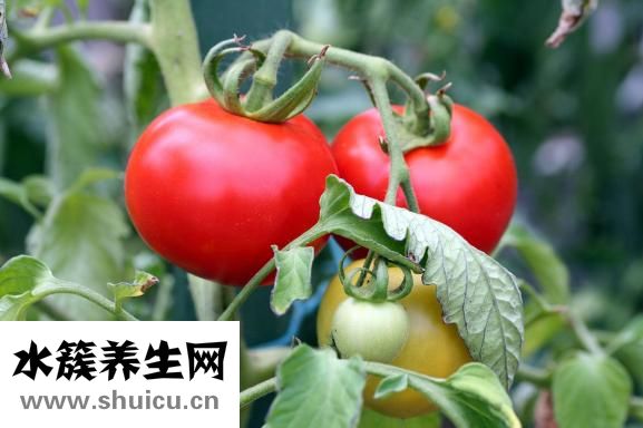 西紅柿炒雞蛋
