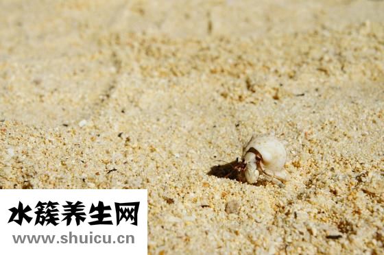 鱗狀細胞癌
