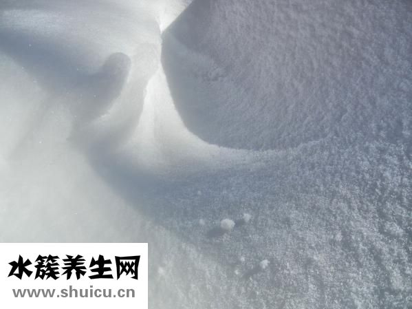 益母草圖片
