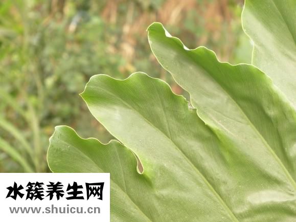 怎么調理肝臟