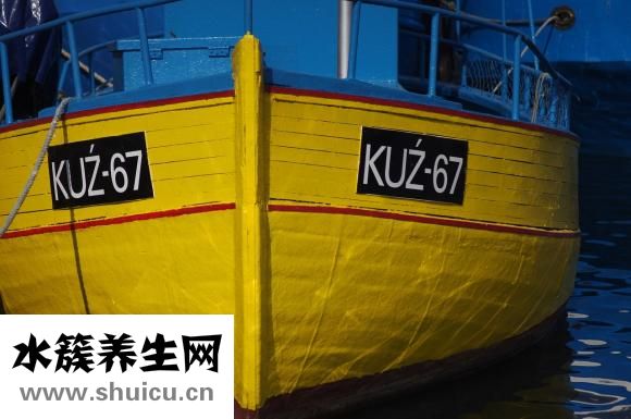 同源染色體是什么
