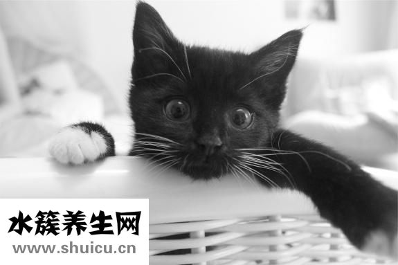 體溫調節中樞在哪里