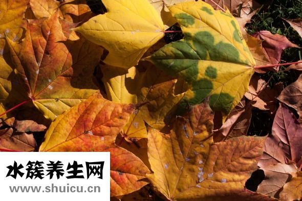 五谷豆漿配方大全