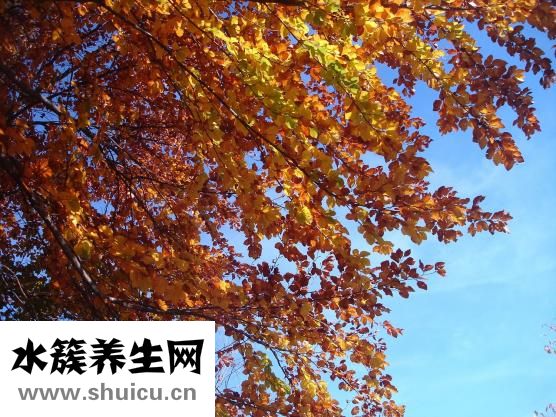 養生保健茶