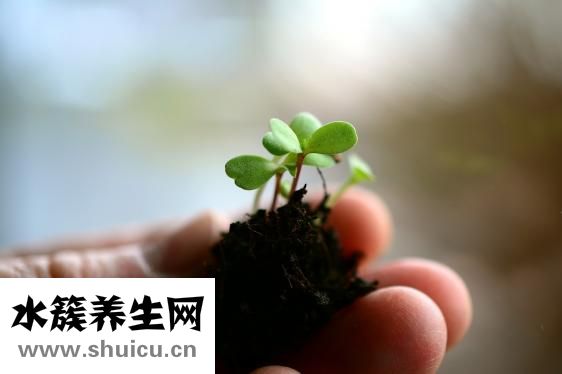 咸鵝燉雙筍