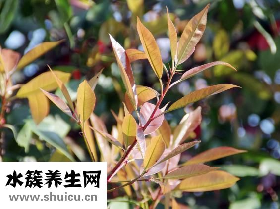 什么是酒糟鼻