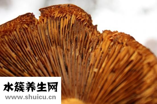 雙歧桿菌四聯