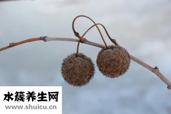 亞麻籽油膠囊
