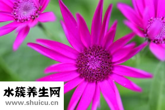 宮炎康顆粒