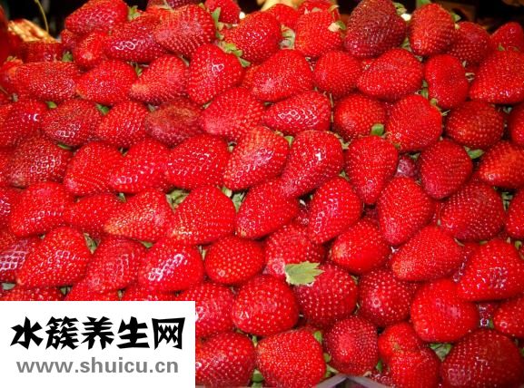 斑鳩是鴿子嗎