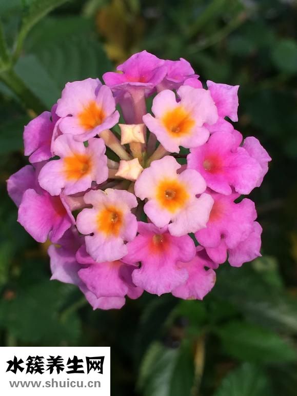 什么花好養又好看