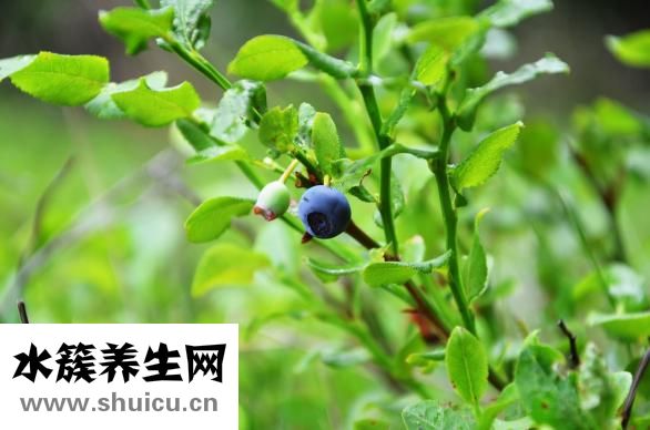 魚的營養價值